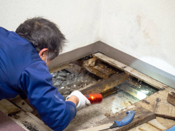 Best Bathroom Mold Remediation in Glendale, AZ