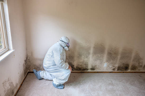 Best Health and Safety Mold Remediation in Glendale, AZ